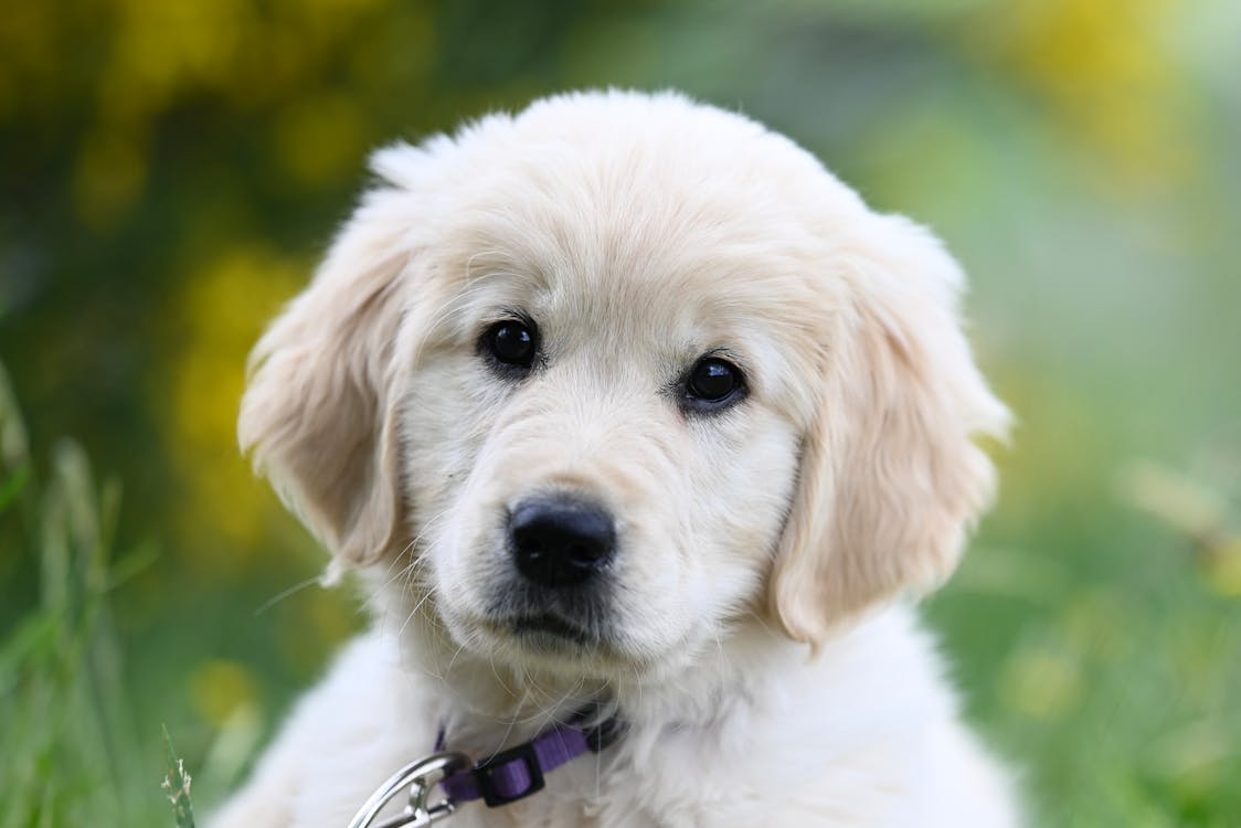 Understanding Accuracy in GPS Dog Trackers
