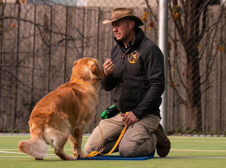 How Early Training Sets Puppies Up for Better Behaviour Long Term
